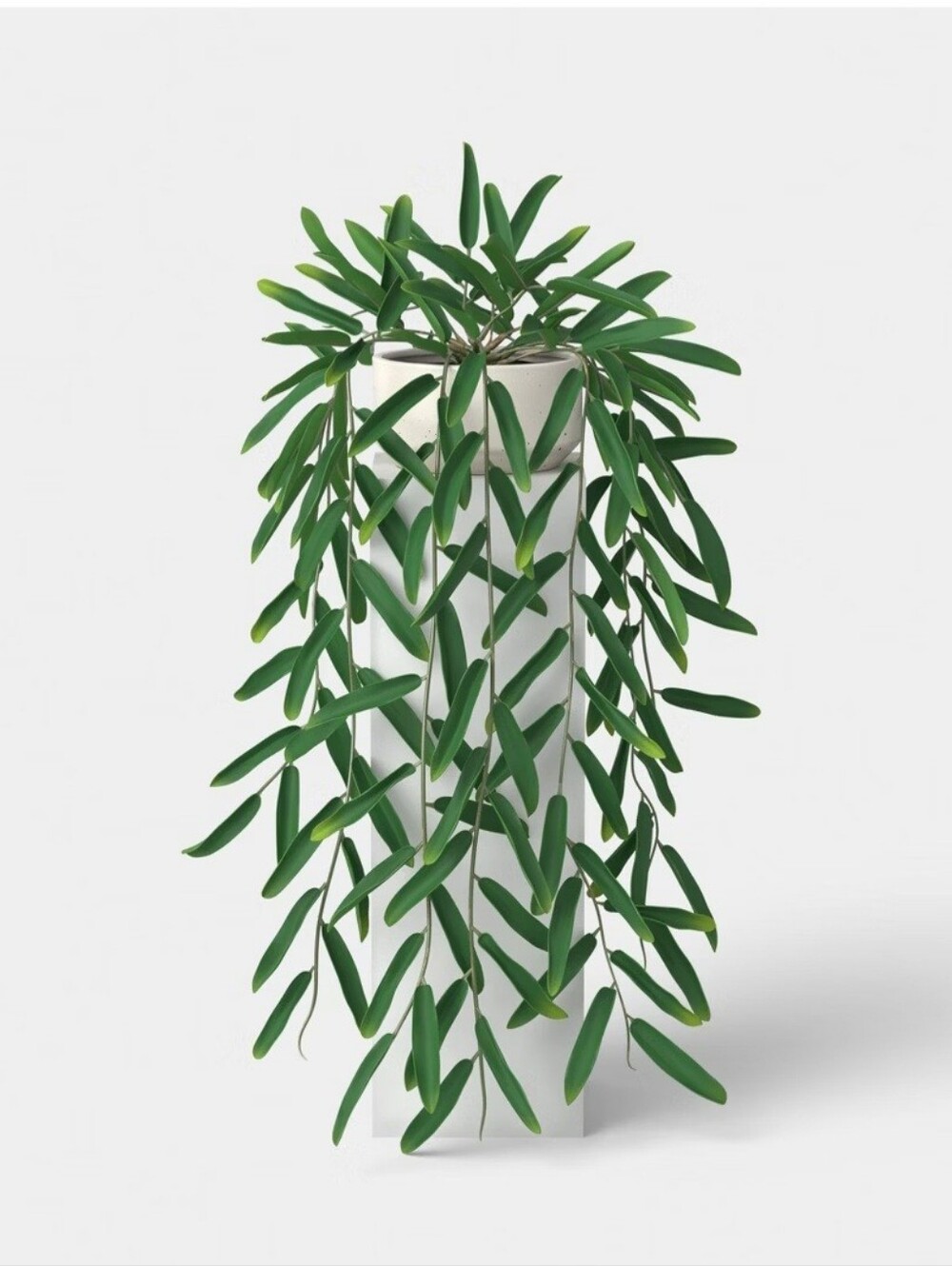 Threshold Trailing Leaf Plant